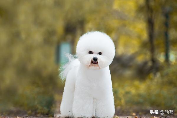 狗狗爱舔人的六大表现,第2张