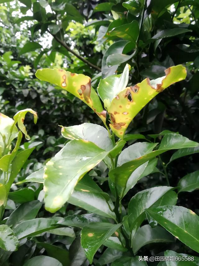 花椒地里能打除草剂吗