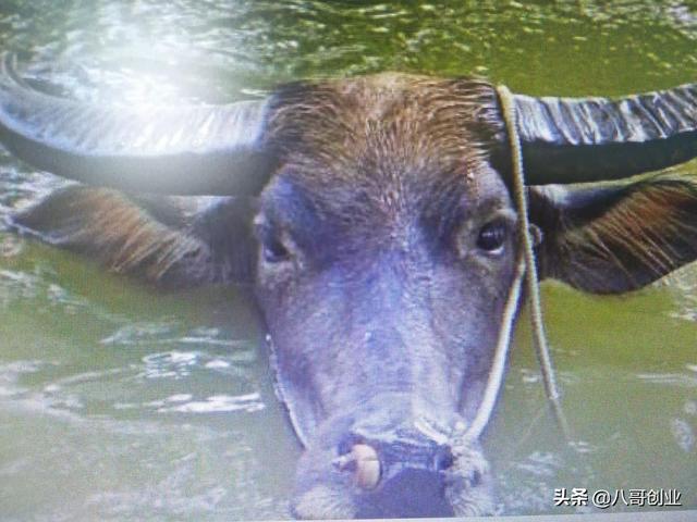 临沂市哪里有看牛的