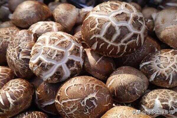 花园菜地木桩怎么种植视频,花园菜地木桩怎么种植视频教程