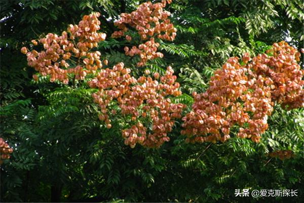 园林树木常见的树形