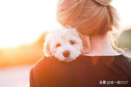 如何养好泰迪狗，怎么养好泰迪犬，泰迪怎么养