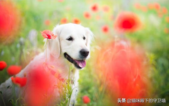 茶水铺狗子不想营业，茶水铺狗子不想营业怎么办