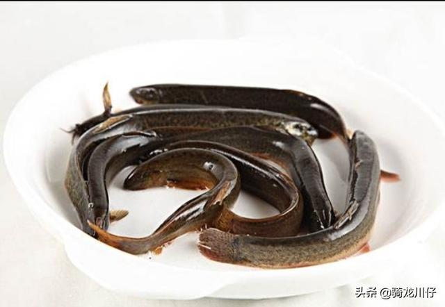 成龙饲料-成龙饲料有限公司