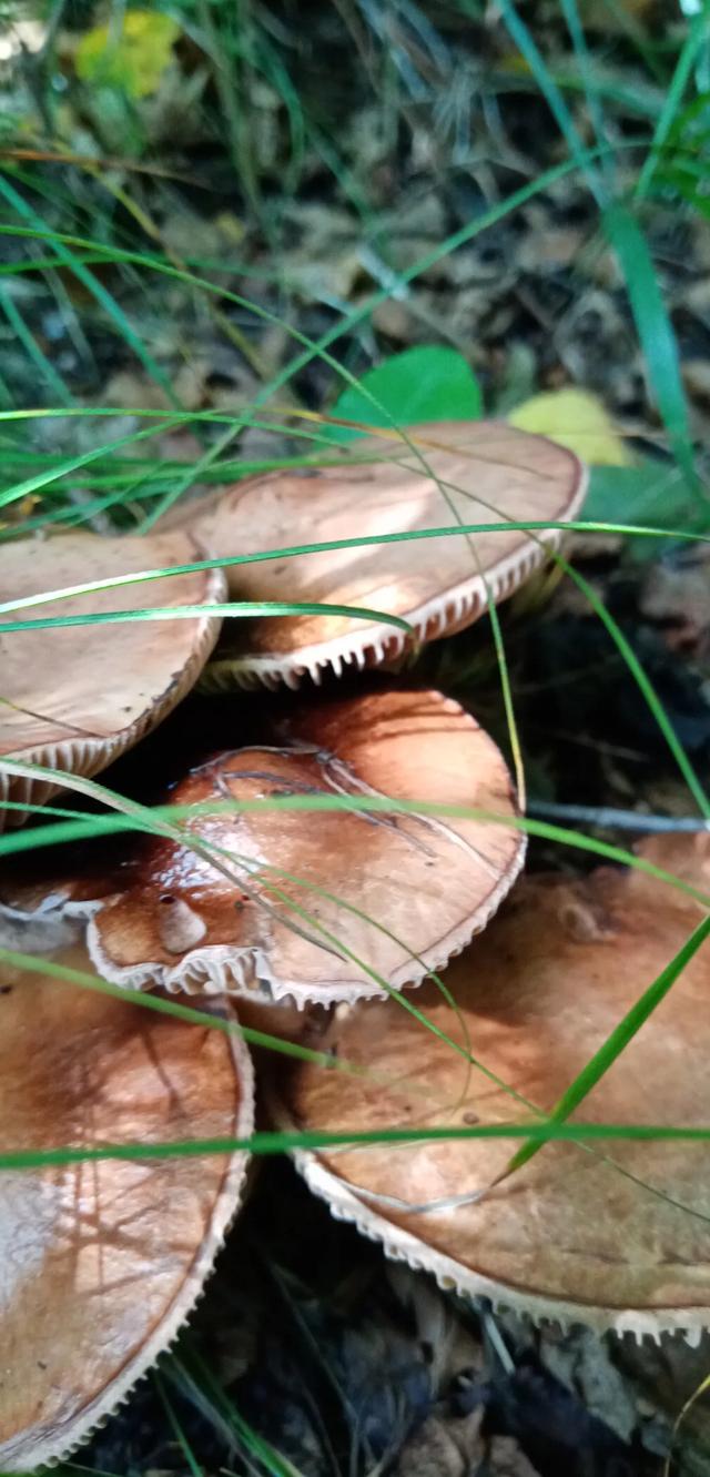 绿色镌像完整版免费，绿色镌像完整版免费下拉