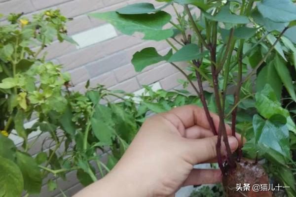 阳台红薯种植,阳台红薯种植技术与管理