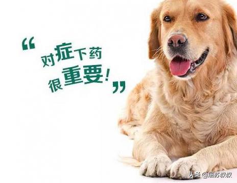 寵物體外驅蟲?寵物體外驅蟲能殺死跳蚤嗎!