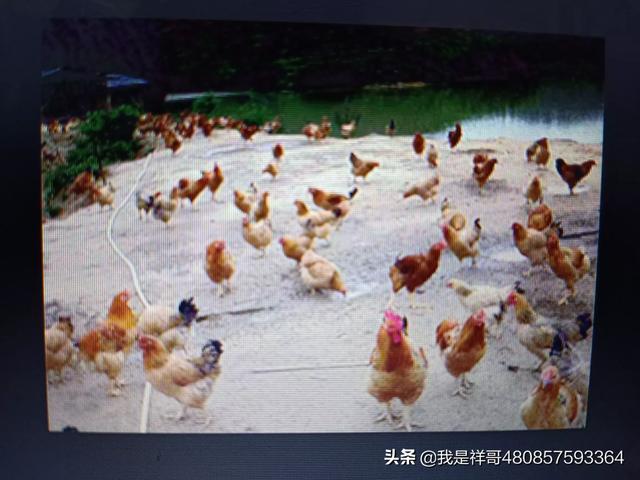 在线咨询，在线咨询律师