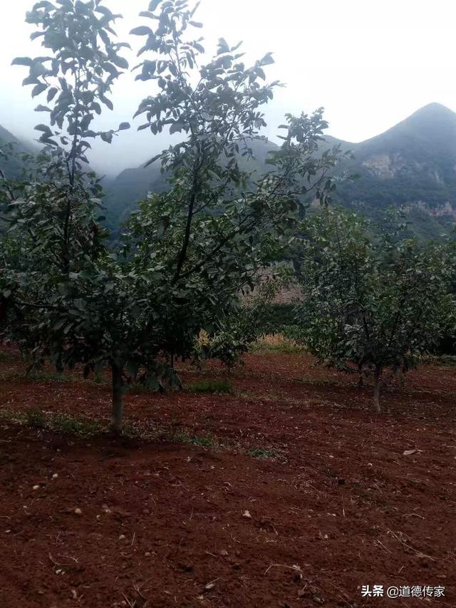 果园种植的水果好吗视频,果园种植的水果好吗视频讲解