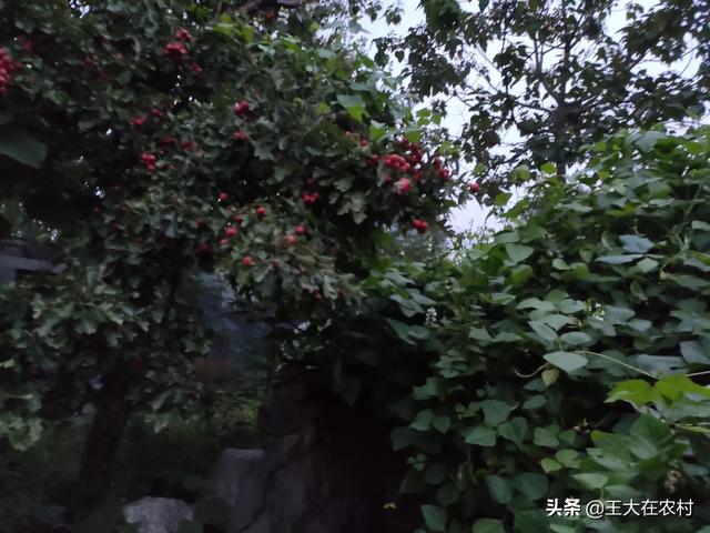 种植白芨赚钱吗?种植白芨赚钱吗?!