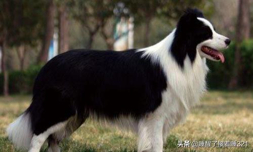 邊境牧羊犬價格?邊境牧羊犬價格多少錢一只!