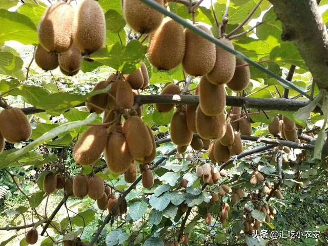 果园中种植药材视频讲解,种植药材方法