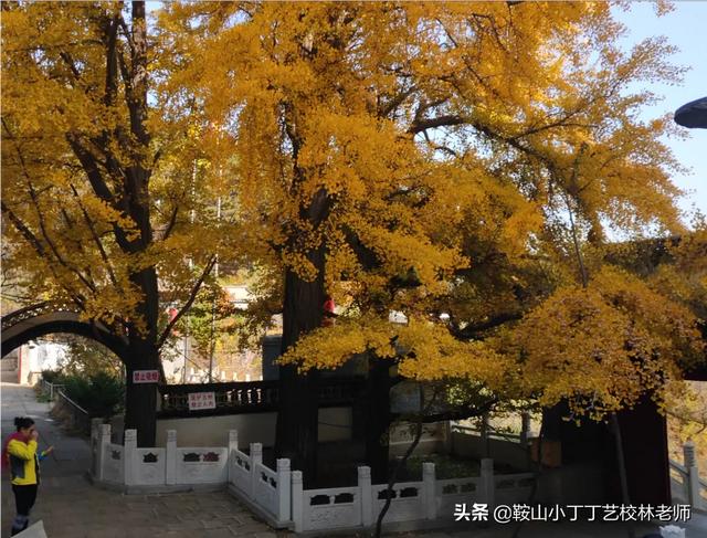 钓鱼台国宾馆银杏-钓鱼台国宾馆银杏大道最佳观赏时间