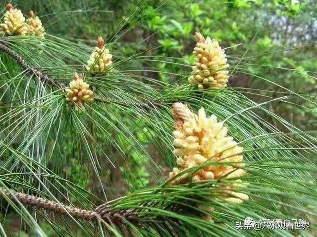 坚守阵地2奇迹市场 坚守阵地2城镇第一关三星攻略-第3张图片-随然AIR主题