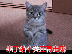 准备去接领养的猫咪，需要带些什么呢,第8张