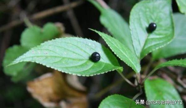 什么树有果实功效