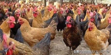 桑园兽药饲料网-桑园兽药饲料网官网