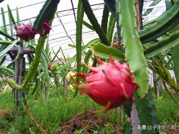 果园怎么种植火龙果,果园怎么种植火龙果视频