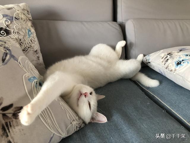 家中寵物?家中寵物離世會有風水問題!