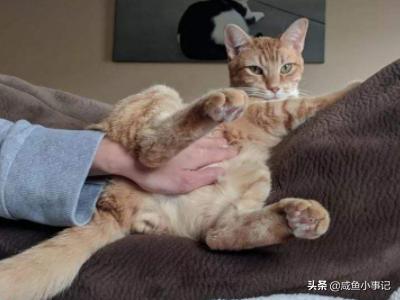 小猫尿频是什么情况，幼猫尿频是什么原因,第2张