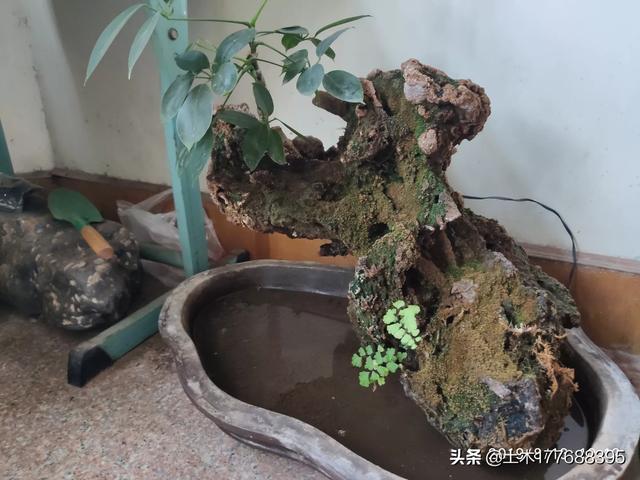 种植大型花卉观赏?种植大型花卉观赏价值!