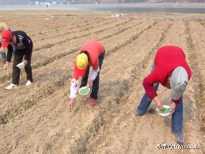 蔬菜种子怎么种植，蔬菜种子怎么种植方法