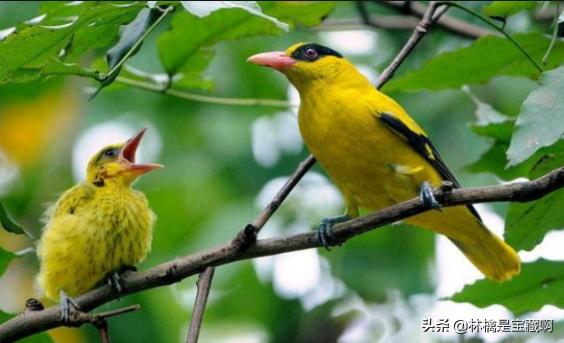 两个黄鹂鸣翠柳配图_两个黄鹂鸣翠柳的诗配画