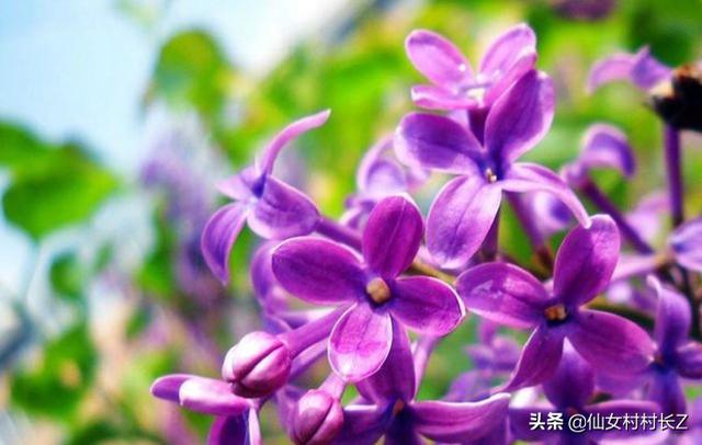 阳台上种植丁香,阳台上种植丁香花好吗