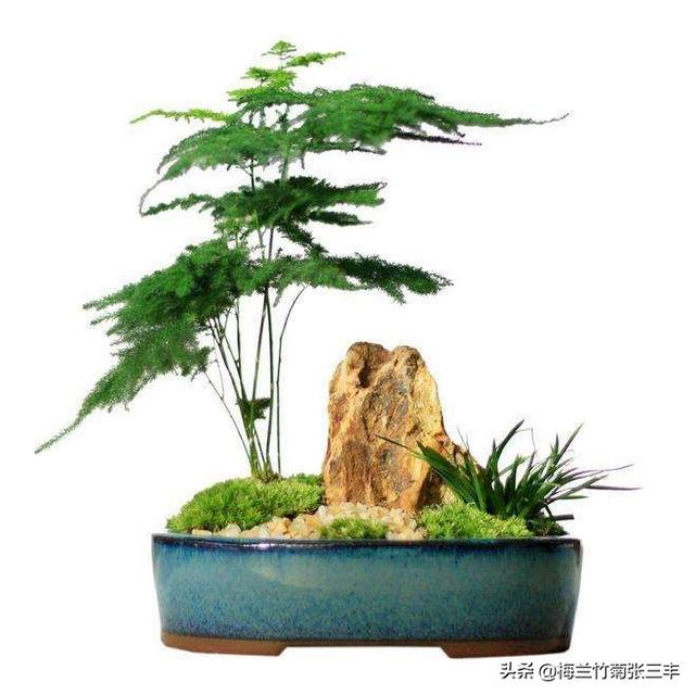 花卉寓意好的植物? 花卉寓意好的植物有哪些!