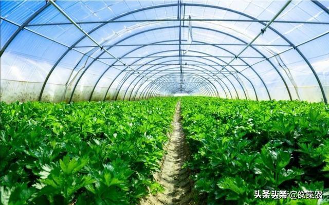 农产品种植创业计划书 我想回乡做蔬菜种植，大家看前景如何？