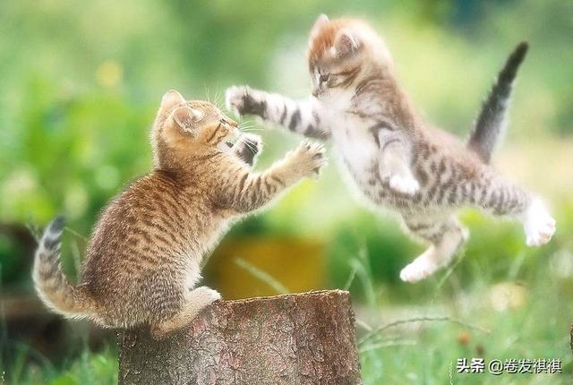 如何让老猫接受新猫两只猫和谐相处呢,第1张