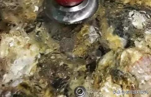 海蛎子的做法-海蛎子的做法和吃法