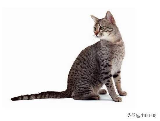 埃及猫是猫的起源吗