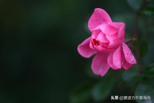 花的种类有哪些（春天花的种类有哪些）