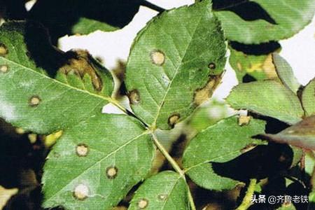 苗木浇水的正确方法 除虫用什么药-苗木浇水的正确方法 除虫用什么药好