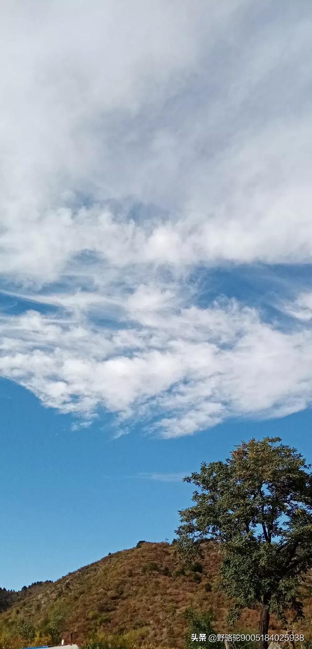 叶子花树,叶子花属