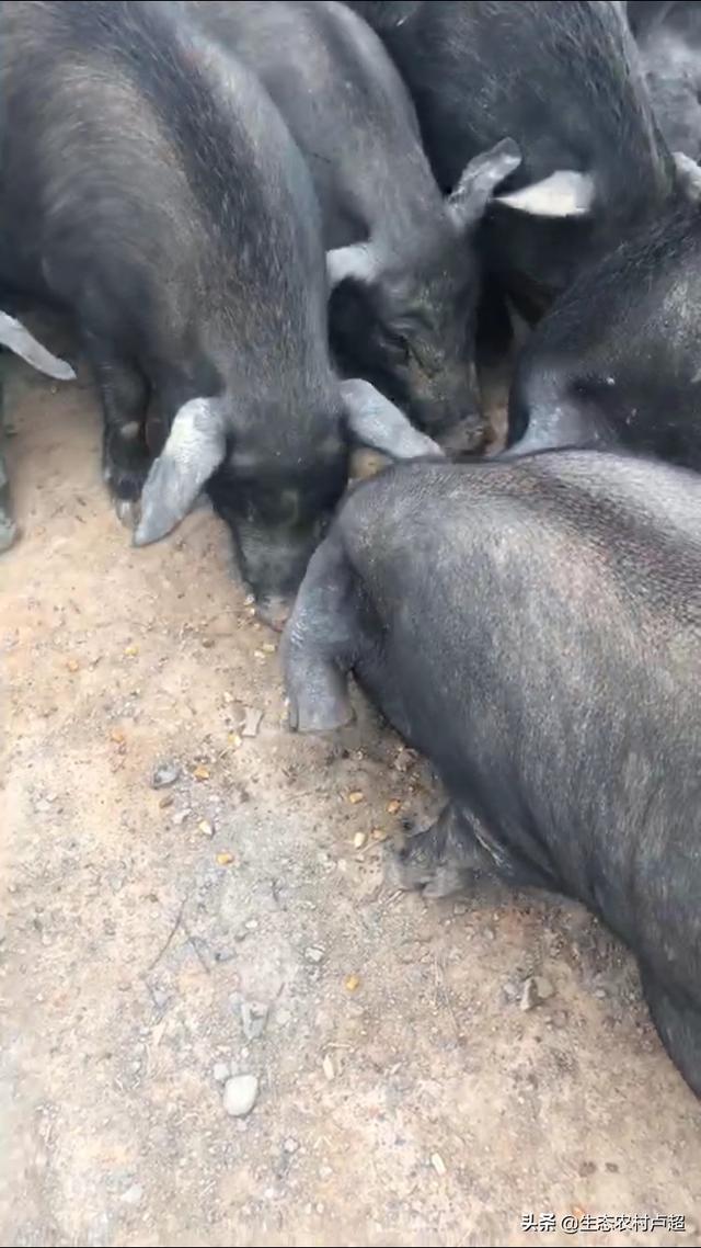 云浮市新兴县今日生猪价格-云浮市新兴县今日生猪价格表