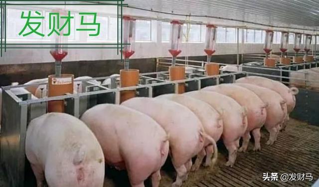 浙江大学饲料科学研究所-浙江大学饲料科学研究所招生