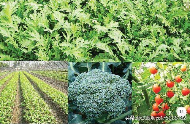 土壤不够肥沃怎么改善(图19)