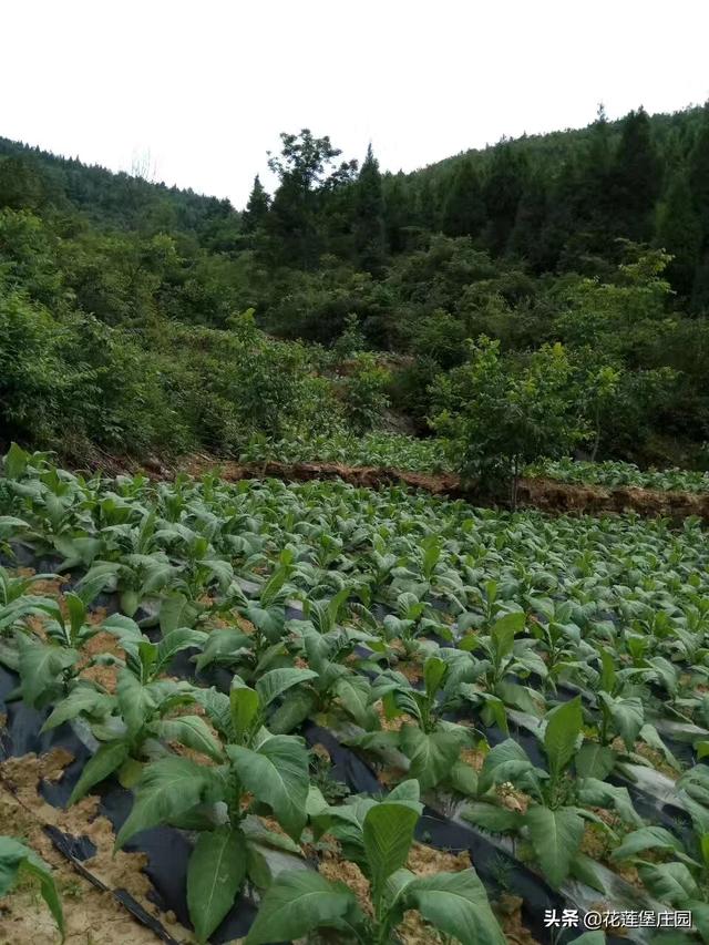 白不拉几的芒果好吃，白不拉几的芒果好吃吗