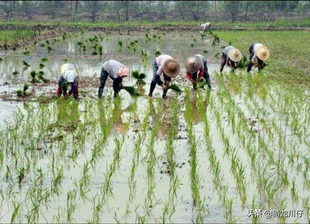 金谷粮食网玉米价格（204年6月价格表）