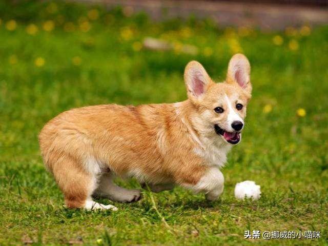 狗狗怎么只吃软的水果干(图3)
