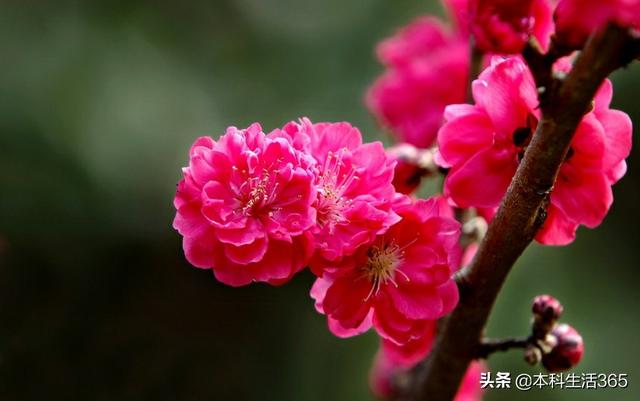 古代名花-古代名花谱