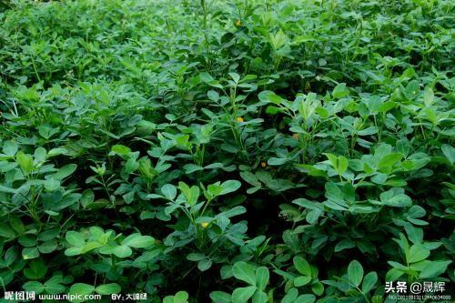 企业卖魔芋超10个亿怎么办