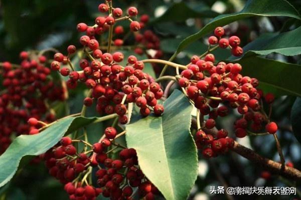 果园种植花椒怎么样,果园种植花椒怎么样施肥