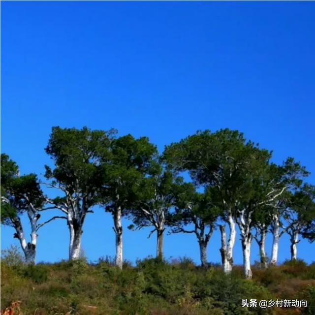 行业资讯农业，农业 资讯