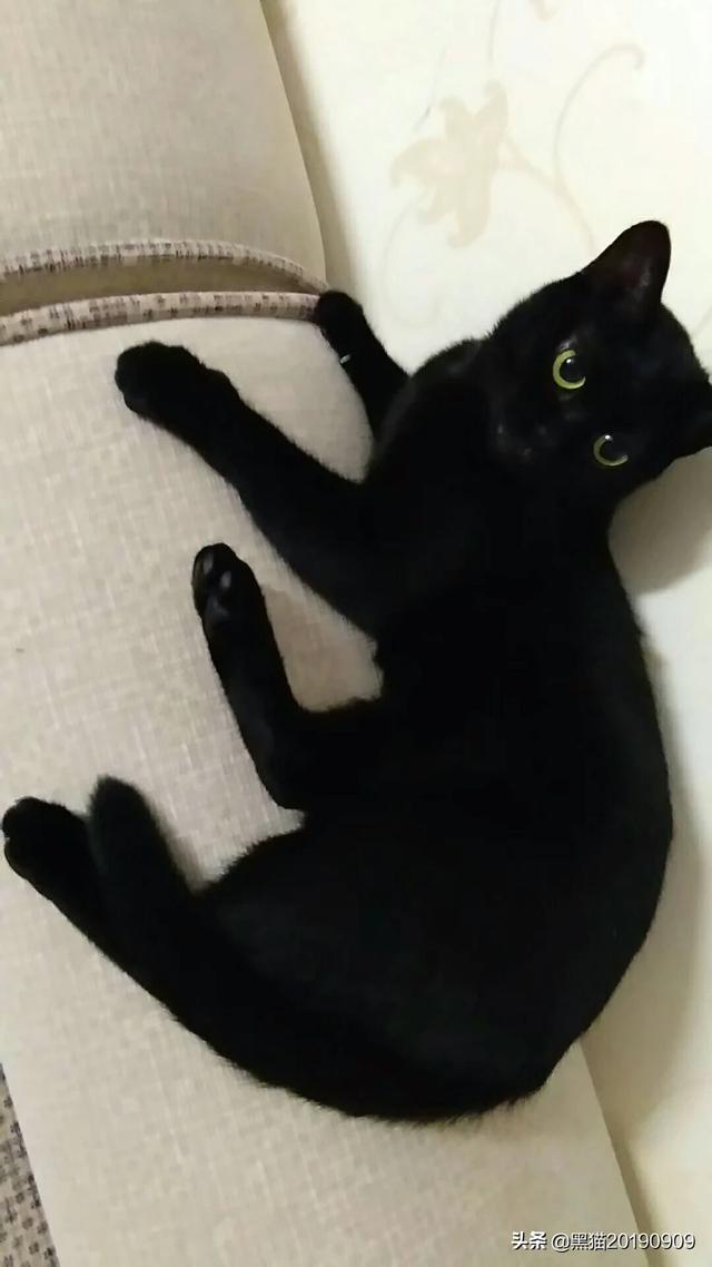 哪些宠物猫比较温顺，比较适合家里饲养,第2张