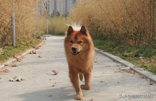 巴哥犬和贵宾犬哪个好-wlk专业技能哪里学