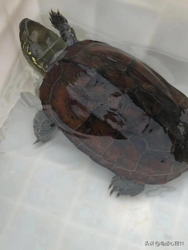 觀賞龜圖片?觀賞龜圖片大全!