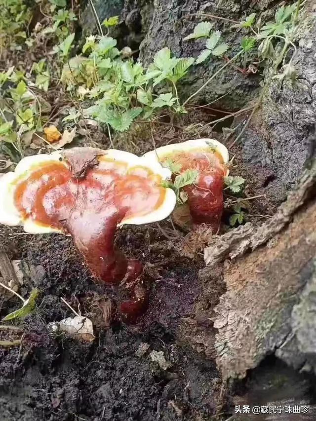 灵芝怎么吃效果最好